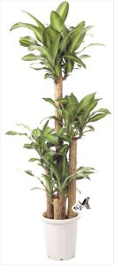 観葉植物　約180cm×約60cm（参考）