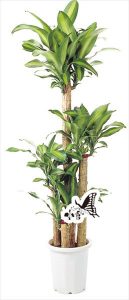 観葉植物　約180cm×約60cm