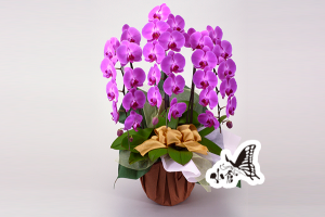 胡蝶蘭　約105cm×約60cm（42輪）（参考）