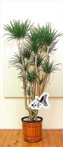 観葉植物　約180cm×約60cm
