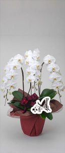 胡蝶蘭（3本立ち）