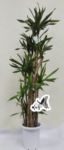 観葉植物　約110cm×約40cm