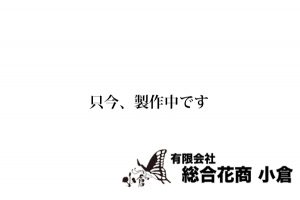 胡蝶蘭（5本立ち）